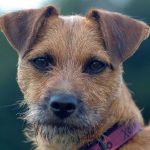 Cute doggie