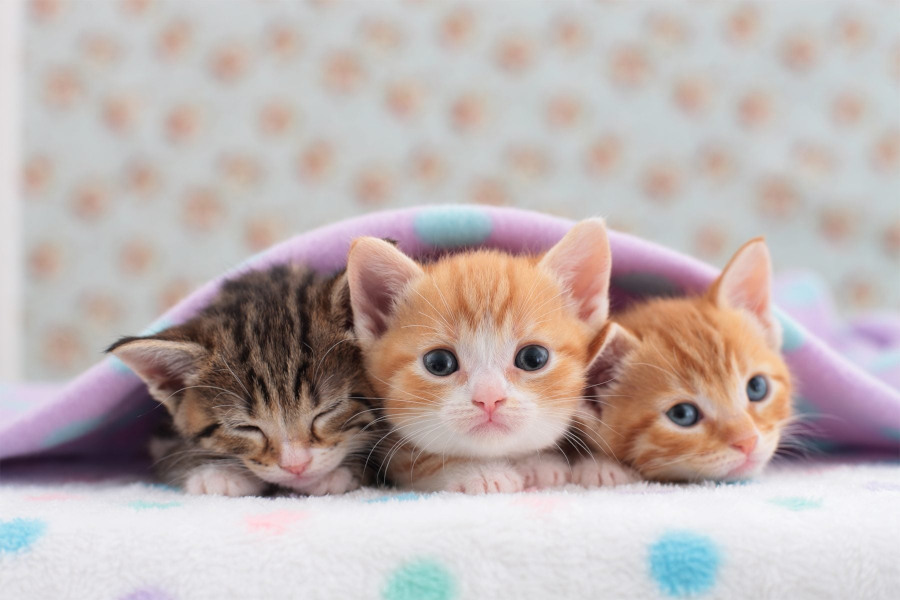 Three cute kittens under a soft blue blanket